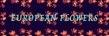 european flowers